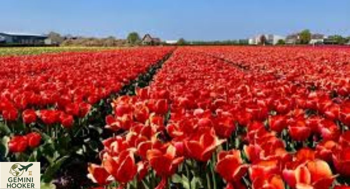 The Netherlands Crowd-Free Tulip Fields