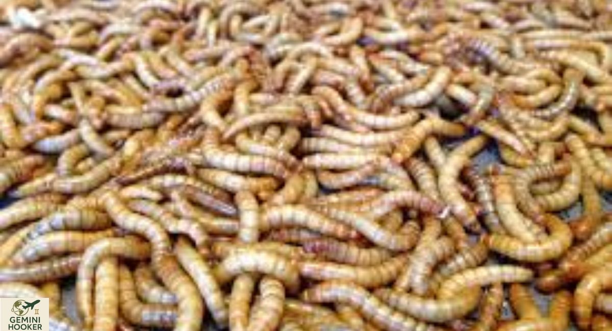 Mealworms